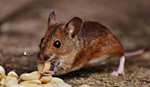24 Hour & Emergency Exterminators in Pocahontas, AR